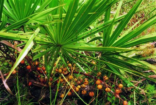 Herb Saw Palmetto Berries