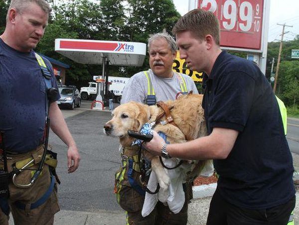 Figo saved his blind owner