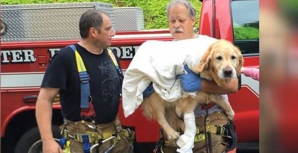 Heroic Golden Retriever