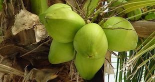 coconut water benefits