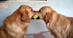 Cute! Goldens Fighting Over a Ball, And What Happened Next is the Cutest!
